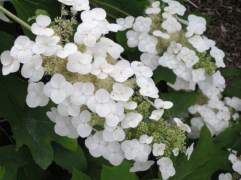 Quercifolia Flower seeds for Planting - Garden Favorite, Heirloom & GMO Free Seeds for Home Garden