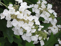 Quercifolia Flower seeds for Planting - Garden Favorite, Heirloom & GMO Free Seeds for Home Garden