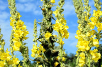 Yellow Woolly Mullein Flower seeds for Planting - Compact Growth, Heirloom & GMO Free Seeds for Home Garden