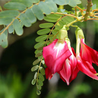 Sesbania Grandiflora Flower seeds for Planting Fragrant Blossoms Heirloom & GMO Free Seeds for Home Garden