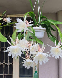 Green Epiphyllum Flower seeds for Planting - Bright Blooms, Heirloom & GMO Free Seeds for Home Garden