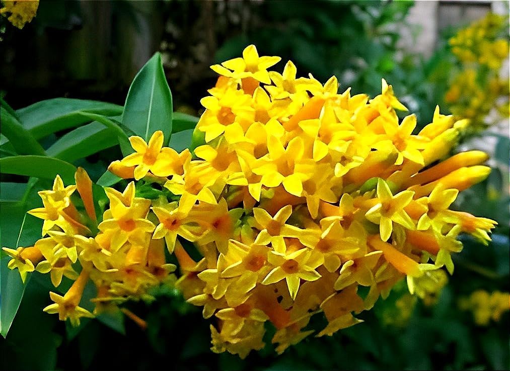 Yellow Yanosik Flower seeds for Planting Shade Tolerant Heirloom & GMO Free Seeds for Home Garden 
 
 Sale