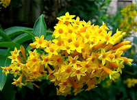 Yellow Yanosik Flower seeds for Planting Shade Tolerant Heirloom & GMO Free Seeds for Home Garden 
 
 Sale