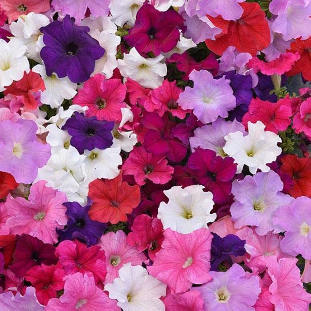 Tritunia Geäderte Mix Petunia Seeds for Colorful Garden Displays