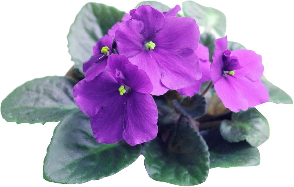 African Violet Saintpaulia Flower Seeds for Planting