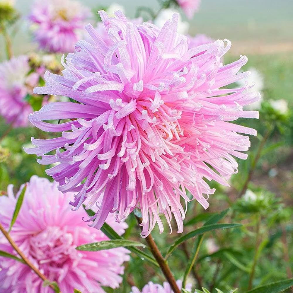 Ostrich Plume Aster Seeds – Cut Flower Mix Annual with Feathery Blooms