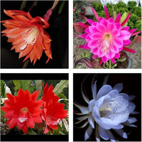 MultiColored Epiphyllum Oxypetalum Flower Seeds – Heirloom NonGMO Organic Garden Seeds with High Germination
 
 Sale
