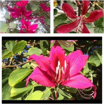 Red Bauhinia Flower seeds for Planting Drought Tolerant Heirloom & GMO Free Seeds for Home Garden