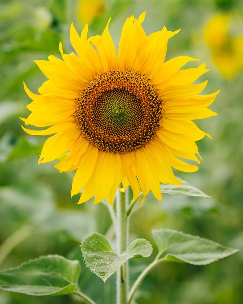 Sunflower Seeds for Planting Helianthus Annuus mixed giant flower bed fence line