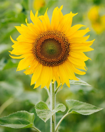 Sunflower Seeds for Planting Helianthus Annuus mixed giant flower bed fence line