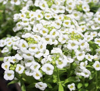 Heirloom White bonnet Flower seeds for Planting Bright Blooms Heirloom & GMO Free Seeds for Home Garden