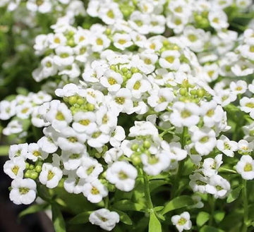 Heirloom White bonnet Flower seeds for Planting Bright Blooms Heirloom & GMO Free Seeds for Home Garden