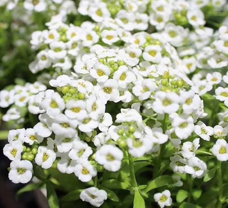 Heirloom White bonnet Flower seeds for Planting Bright Blooms Heirloom & GMO Free Seeds for Home Garden