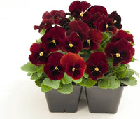 Pansy Semi Delta Pure Rose for garden