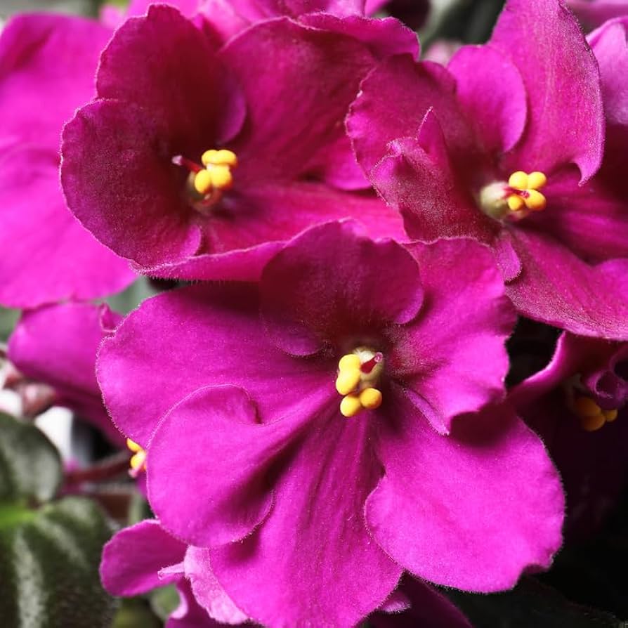 Heirloom African Violet Flower seeds for Planting Low Maintenance Heirloom & GMO Free Seeds for Home Garden 
 
 Sale