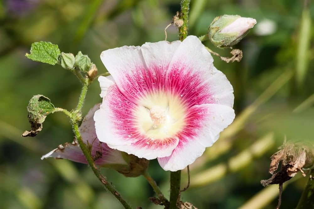 White & Pink Hollyhock Flower seeds for Planting Hardy Variety Heirloom & GMO Free Seeds for Home Garden
 
 Sale