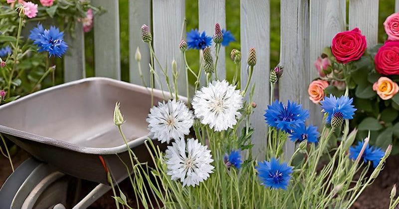 Cornflower Seeds for Ornamental Bonsai Flower Gardens