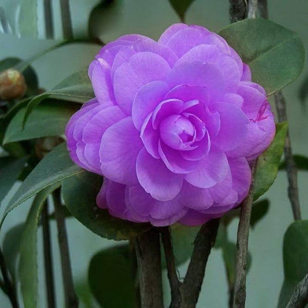 Violet Camellia Flower seeds for Planting Cut Flower Favorite Heirloom & GMO Free Seeds for Home Garden