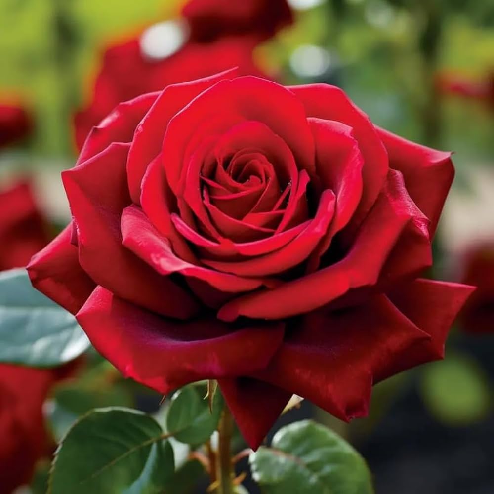 Roses Flower seeds for Planting Premium Quality Heirloom & GMO Free Seeds for Home Garden