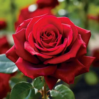 Rose Flower Seed Flower seeds for Planting Easy to Grow Heirloom & GMO Free Seeds for Home Garden
