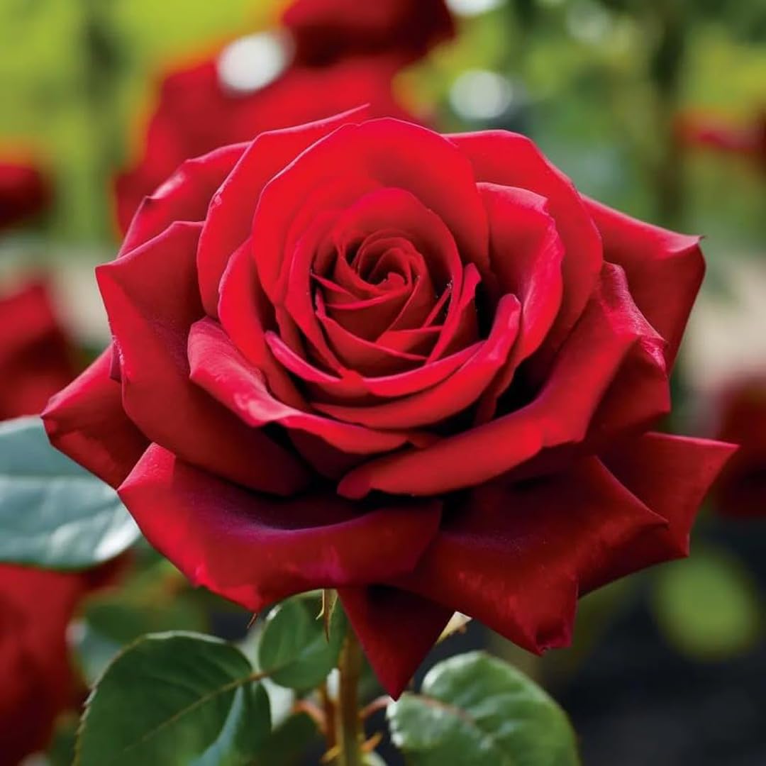 Maroon Red Rare Rose Flower Seeds for Planting – Premium Quality Heirloom & GMO Free Seeds for Home Garden
 
 Sale