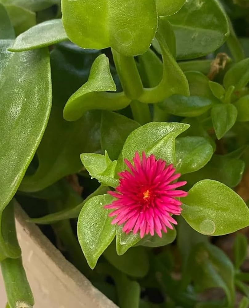 Vibrant Red Aptenia Cordifolia Flower Seeds for Easy Planting