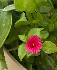 Vibrant Red Aptenia Cordifolia Flower Seeds for Easy Planting