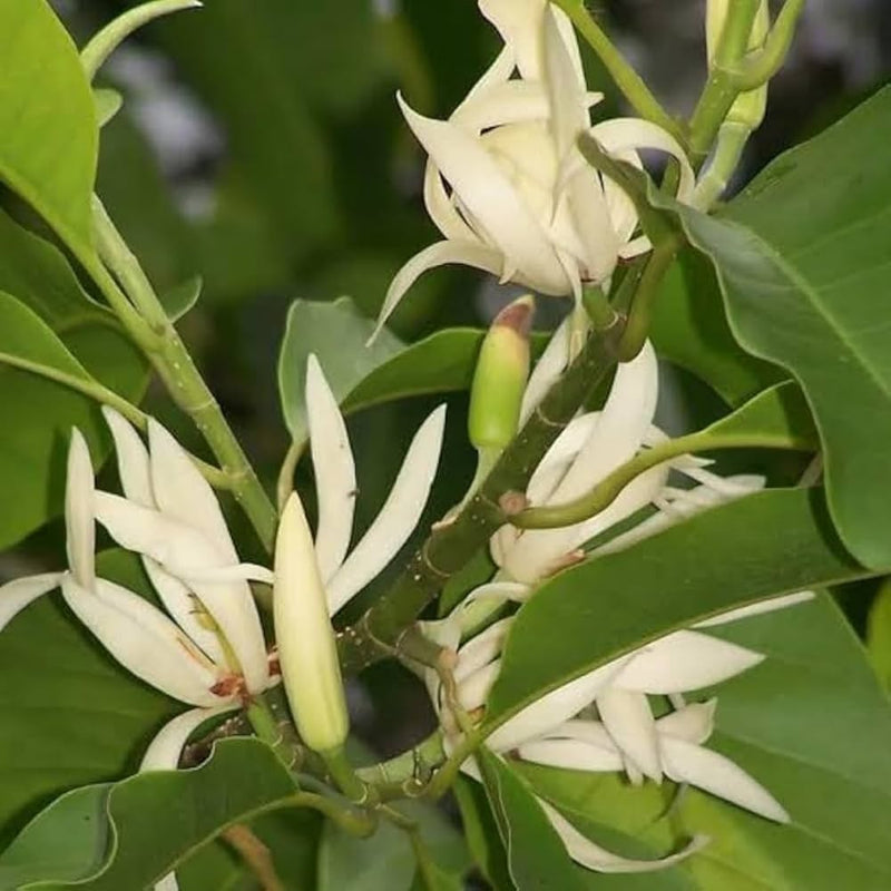 Heirloom Magnoliaceae Flower seeds for Planting Long Bloom Season Heirloom & GMO Free Seeds for Home Garden