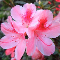 Azalea Pink Rhododendron Flower Seeds for Planting Sun Loving Heirloom & GMO Free Seeds for Home Garden
 
 Sale