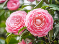 Camellia Flower seeds for Planting Seasonal Bloomer Heirloom & GMO Free Seeds for Home Garden