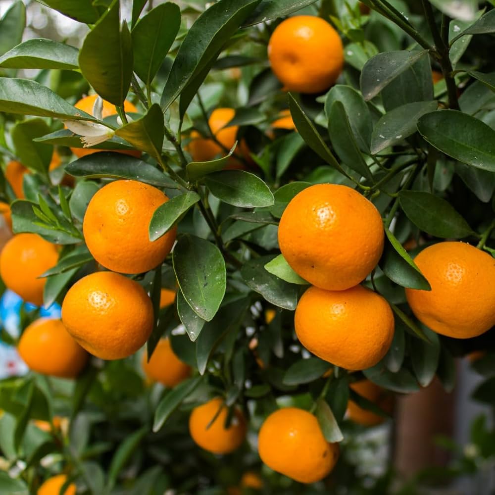 Orange Mandarin Seeds for Home Gardening  Plant and Grow Fresh Oranges