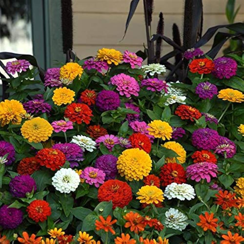 Zinnia Double Mixed Flower seeds for Planting Perfect for Borders Heirloom & GMO Free Seeds for Home Garden
