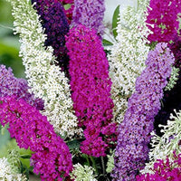 Mix Buddleia Butterfly Bush Flower seeds for Planting - Easy to Grow, Heirloom & GMO Free Seeds for Home Garden