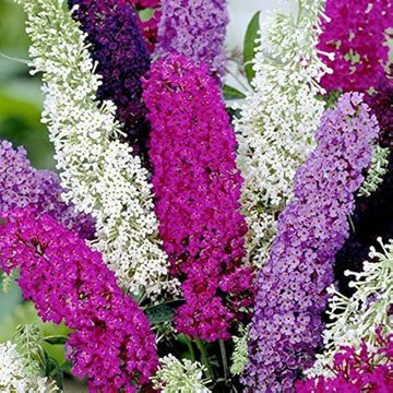 Mix Buddleia Butterfly Bush Flower seeds for Planting - Easy to Grow, Heirloom & GMO Free Seeds for Home Garden