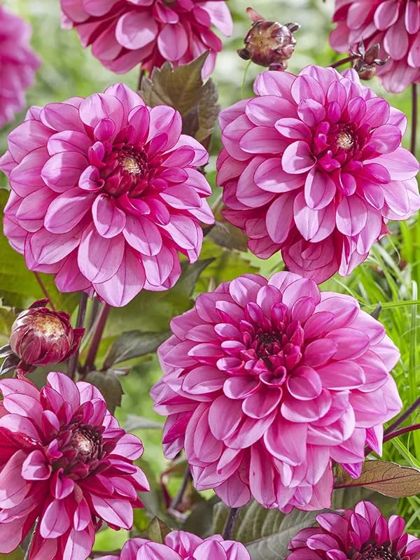 Dahlia Pink Flower Seeds for Planting  Vibrant Blooms for Your Garden