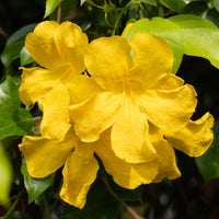 Dolichandra Flower seeds for Planting Cut Flower Favorite Heirloom & GMO Free Seeds for Home Garden