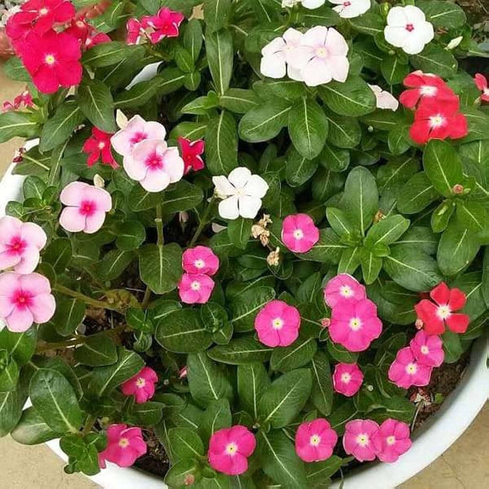 Periwinkle Flower seeds for Planting - Seasonal Bloomer, Heirloom & GMO Free Seeds for Home Garden