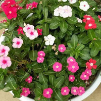 Periwinkle Flower seeds for Planting - Seasonal Bloomer, Heirloom & GMO Free Seeds for Home Garden