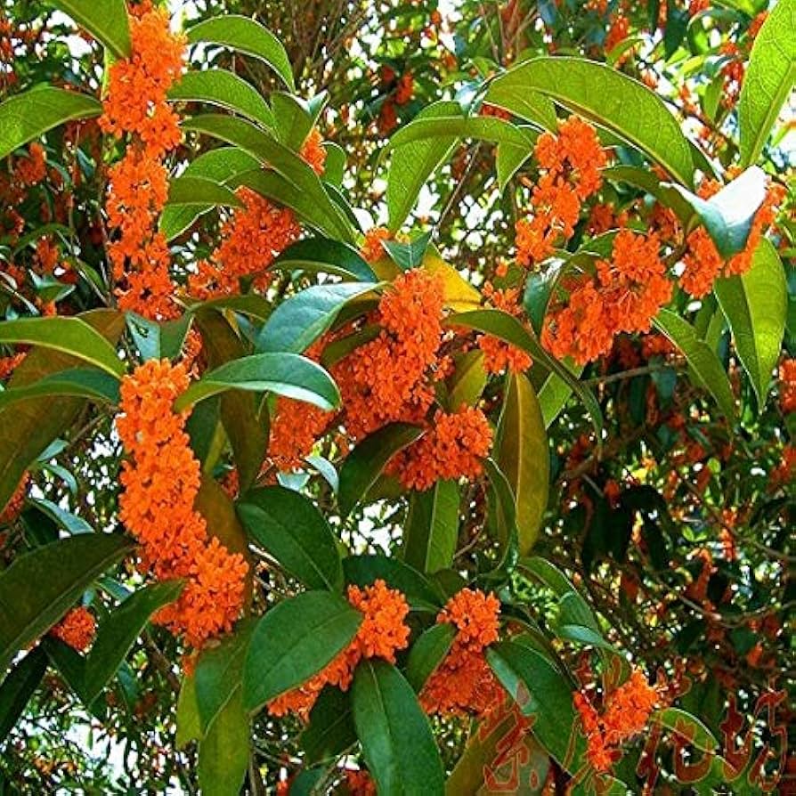Heirloom Osmanthus Tree Flower seeds for Planting Easy to Grow Heirloom & GMO Free Seeds for Home Garden