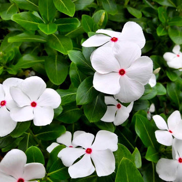 Fragrant Vinca Flower seeds for Planting Low Maintenance Heirloom & GMO Free Seeds for Home Garden