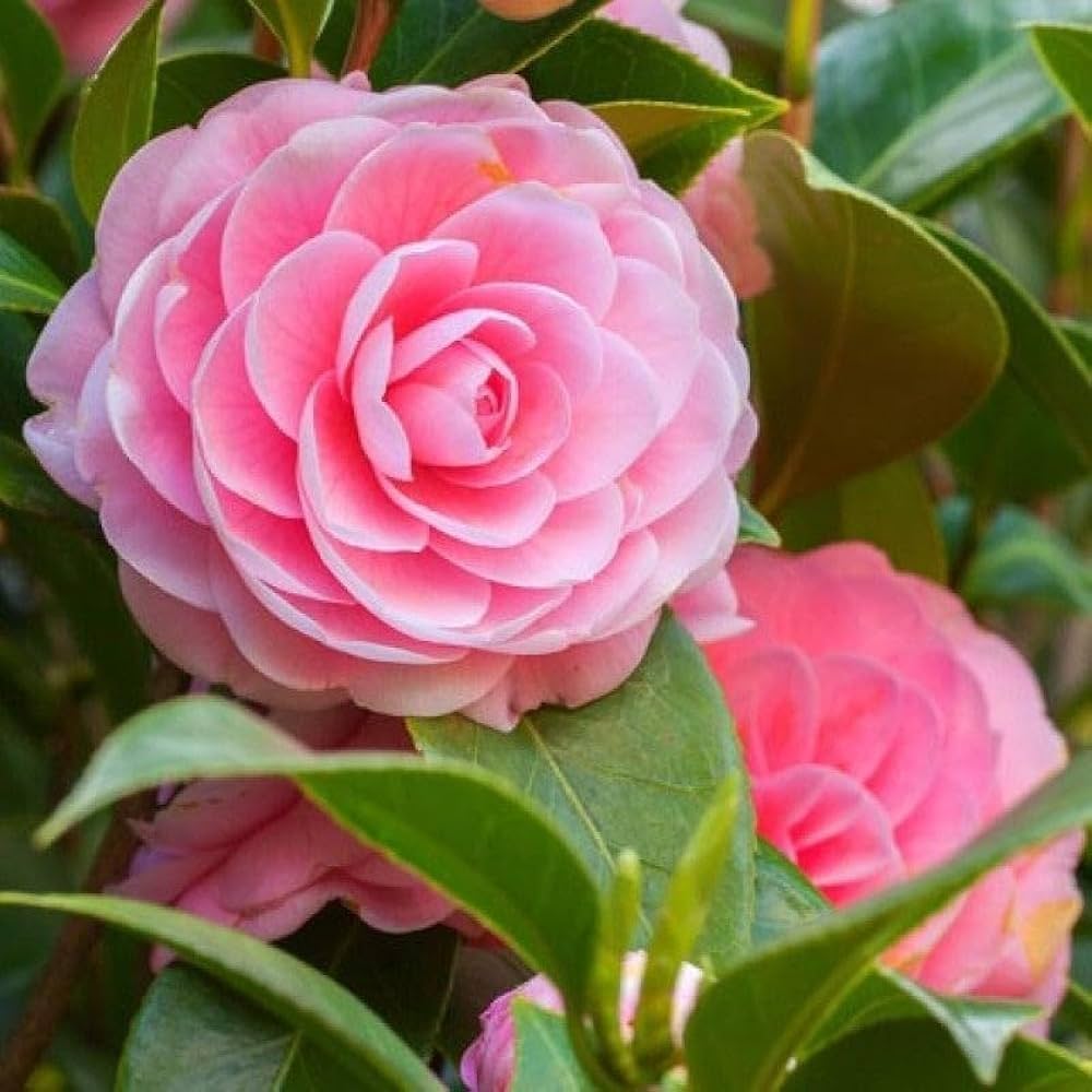 Camellia Flower seeds for Planting Seasonal Bloomer Heirloom & GMO Free Seeds for Home Garden