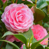 Camellia Flower seeds for Planting Seasonal Bloomer Heirloom & GMO Free Seeds for Home Garden