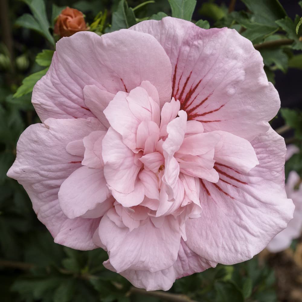 Pink Hibiscus Syriacus Flower seeds for Planting - Drought Tolerant, Heirloom & GMO Free Seeds for Home Garden