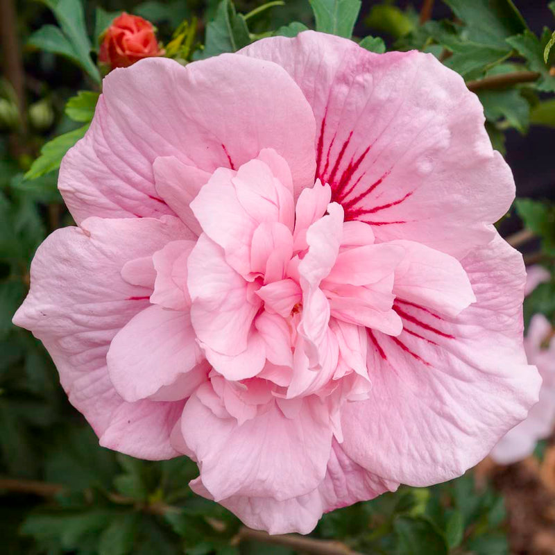 Pink Hibiscus Syriacus Flower seeds for Planting - Drought Tolerant, Heirloom & GMO Free Seeds for Home Garden