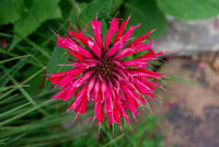 Pink Wild Bergamot Monarda Fistulosa Mintleaf Bee Balm Flower seeds for Planting - Hardy Variety, Heirloom & GMO Free Seeds for Home Garden