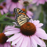Clutch Coneflower Echinacea purpurea Seeds for Planting wildflower butterfly garden