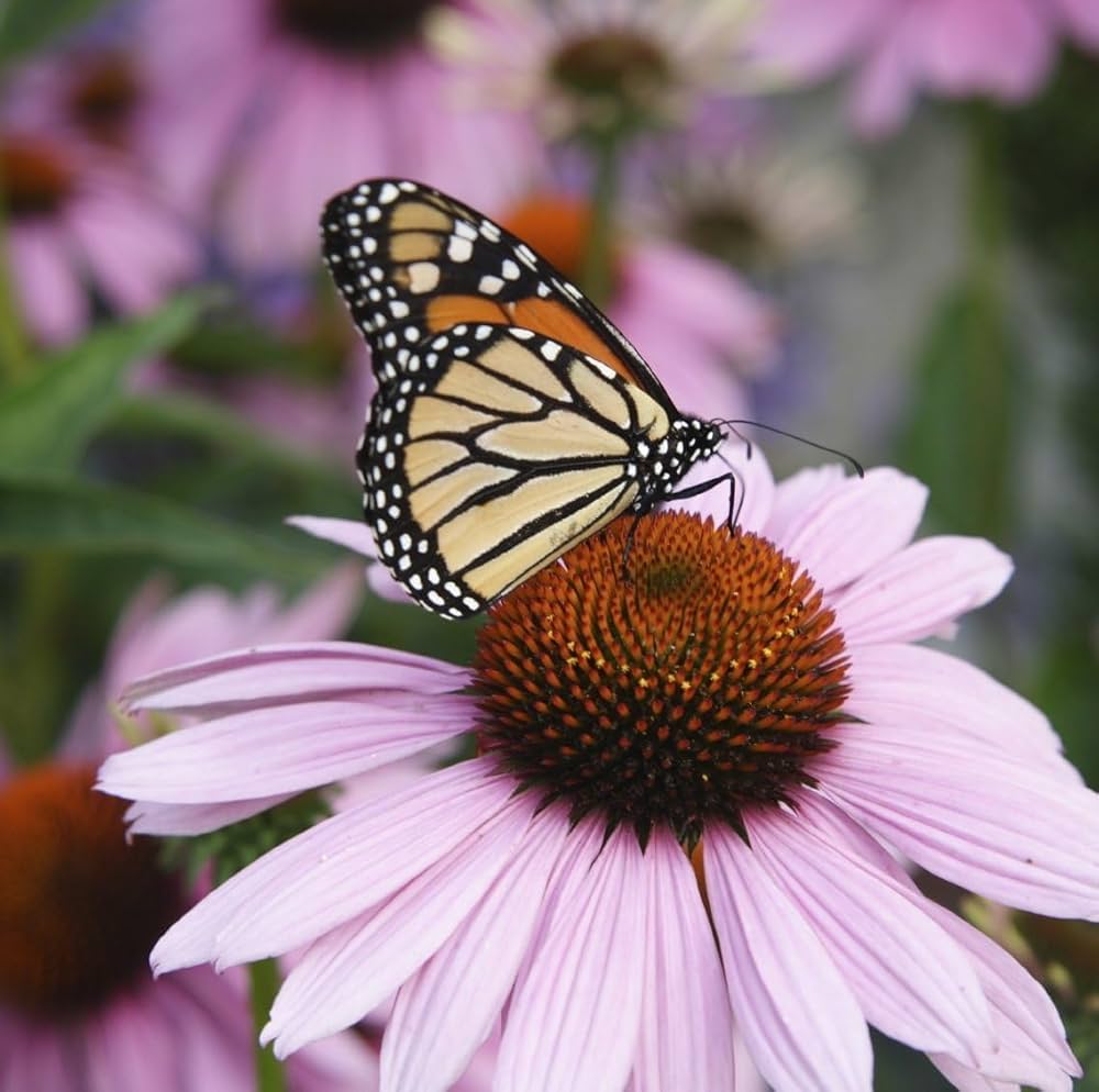 Coneflower Seeds for Planting Echinacea Purpurea pollinator garden flower border
