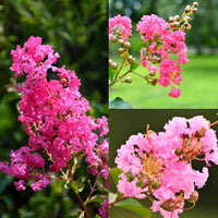 Myrtle Pink Flower Seeds for Planting  Vibrant Blooms for Your Garden
