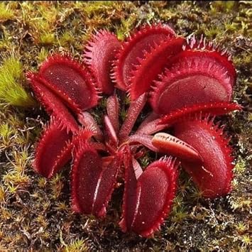 Insectivorous Flower seeds for Planting - Shade Tolerant, Heirloom & GMO Free Seeds for Home Garden
 
 Sale for planting in home garden.