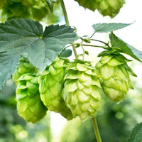 Green Hop Flower seeds for Planting - Low Maintenance, Heirloom & GMO Free Seeds for Home Garden